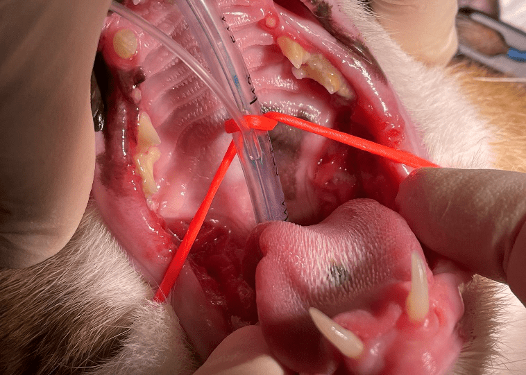 猫の口と歯の病気
