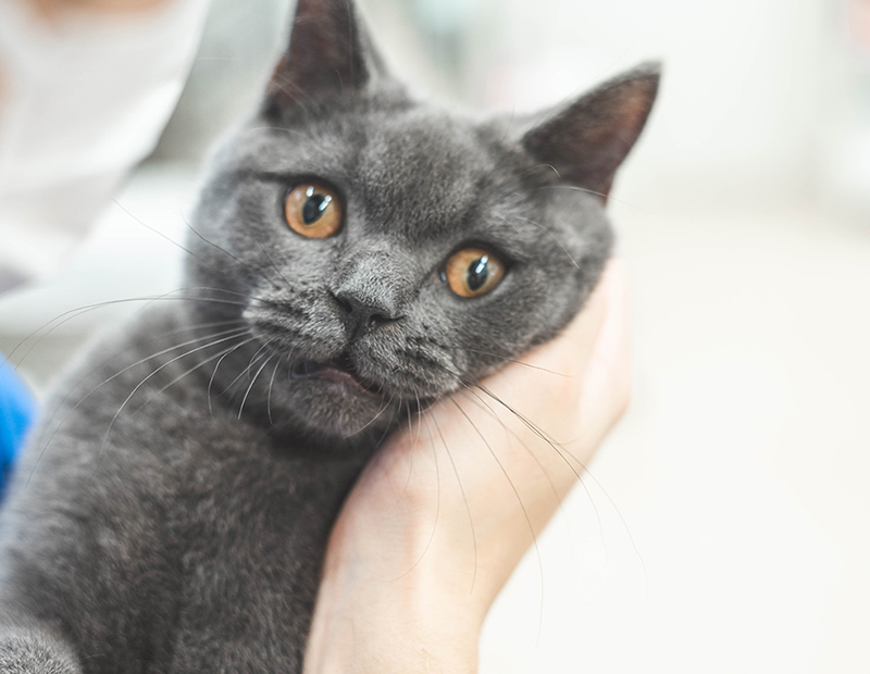 猫専用の空間でストレスフリーな診療