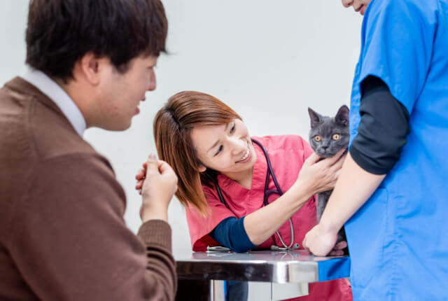 寝転ぶ猫