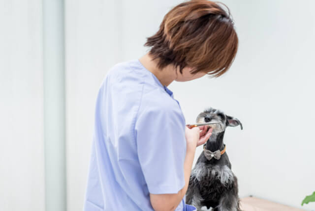 犬と猫