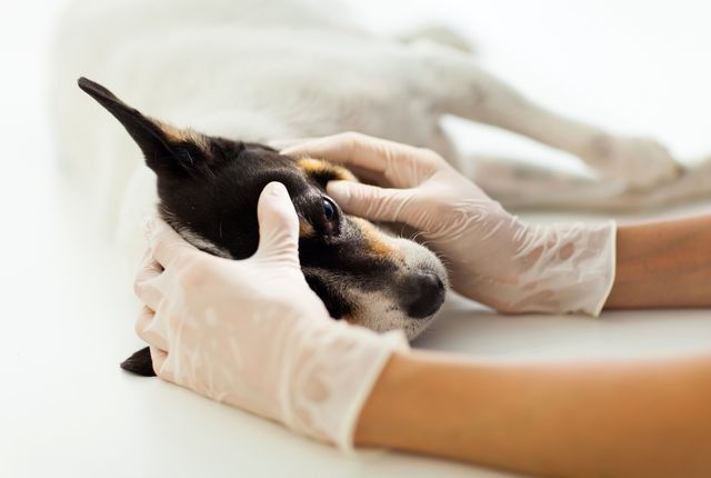 診察を受ける犬