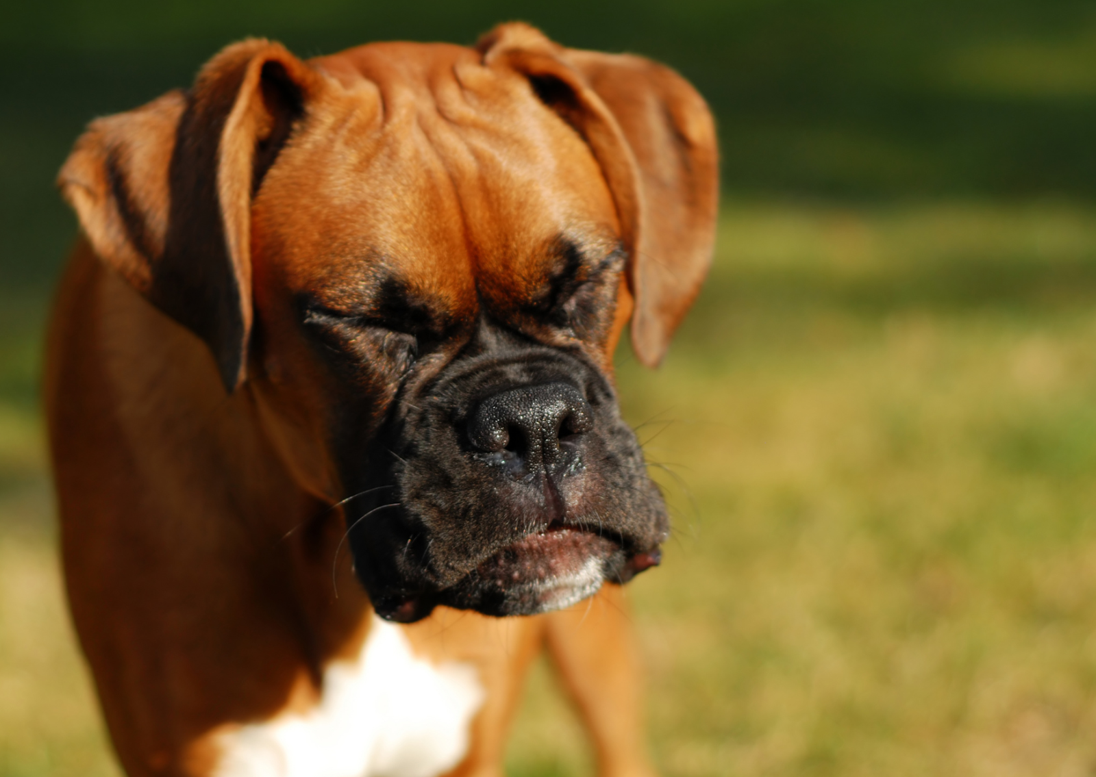 犬のくしゃみ、歯周病が原因のことも?注意したい症状と受診の目安