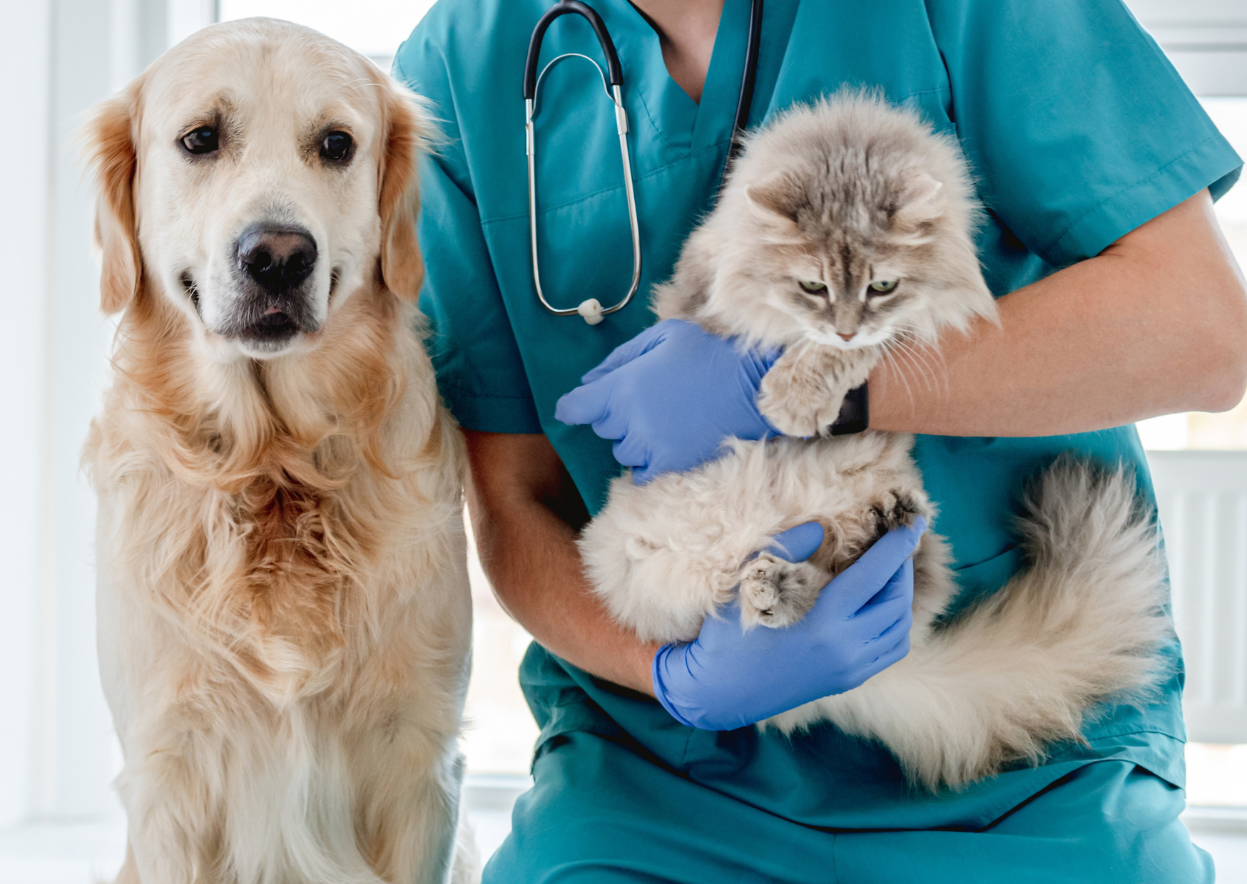 市川市で犬・猫の消化器科をお探しの方へ｜嘔吐・下痢・食欲不振の診療について