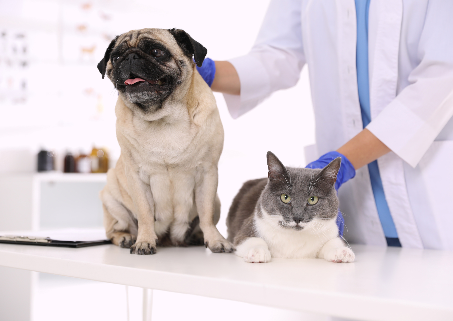 犬・猫の皮膚トラブルでお悩みの方へ｜市川市の皮膚科対応動物病院