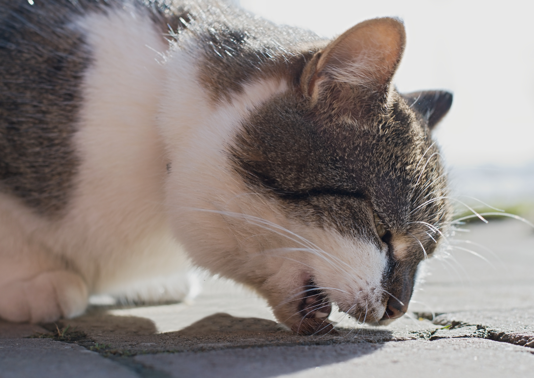 診療実績｜慢性嘔吐をきっかけに消化器型リンパ腫が見つかった猫の症例