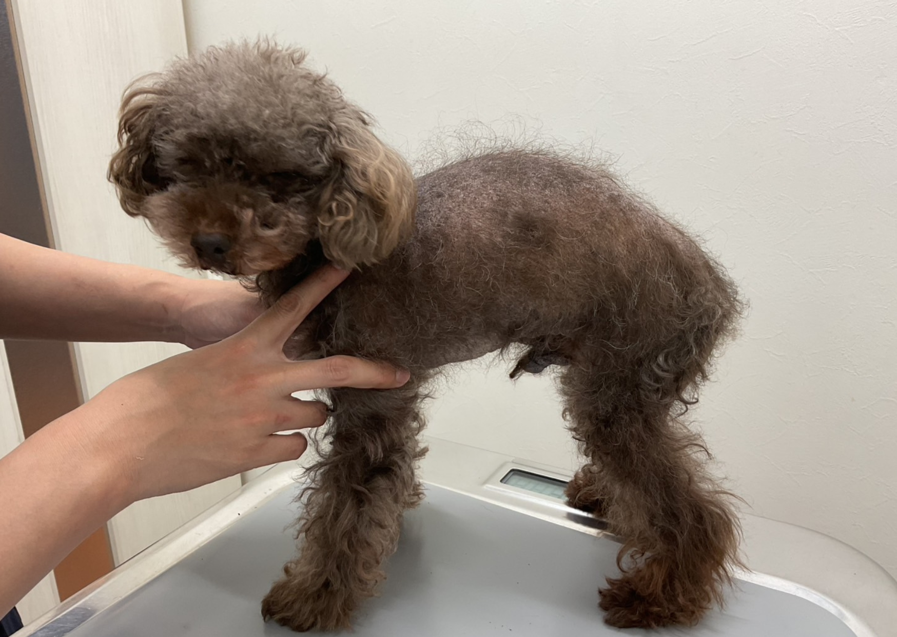 診療実績｜犬の甲状腺機能低下症、脱毛から診断につながった一例