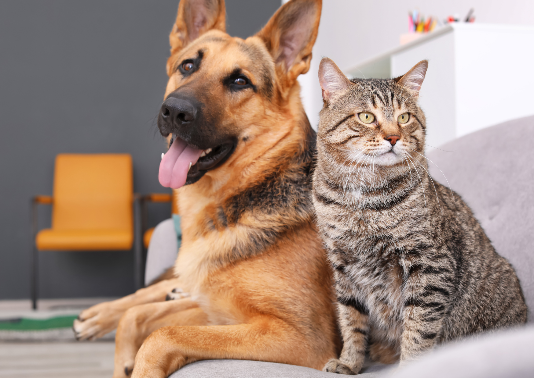 市川市で犬・猫の眼科が診られる動物病院｜目やに・充血・白濁などのご相談に対応