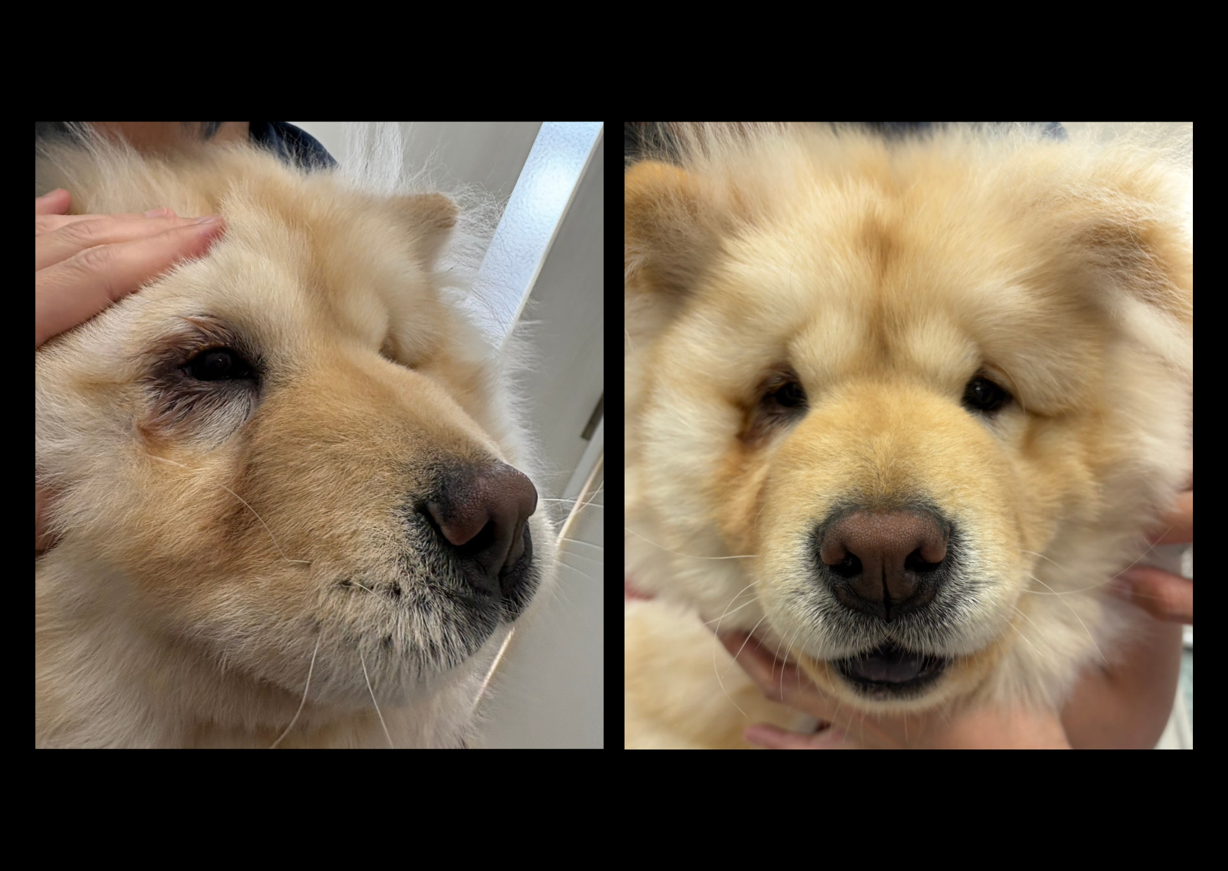 診療実績｜涙やけの原因は眼瞼内反症、手術で改善した犬の症例
